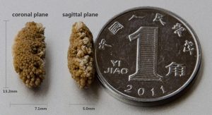 Wenjvn [CC BY-SA 4.0 (https://creativecommons.org/licenses/by-sa/4.0)]