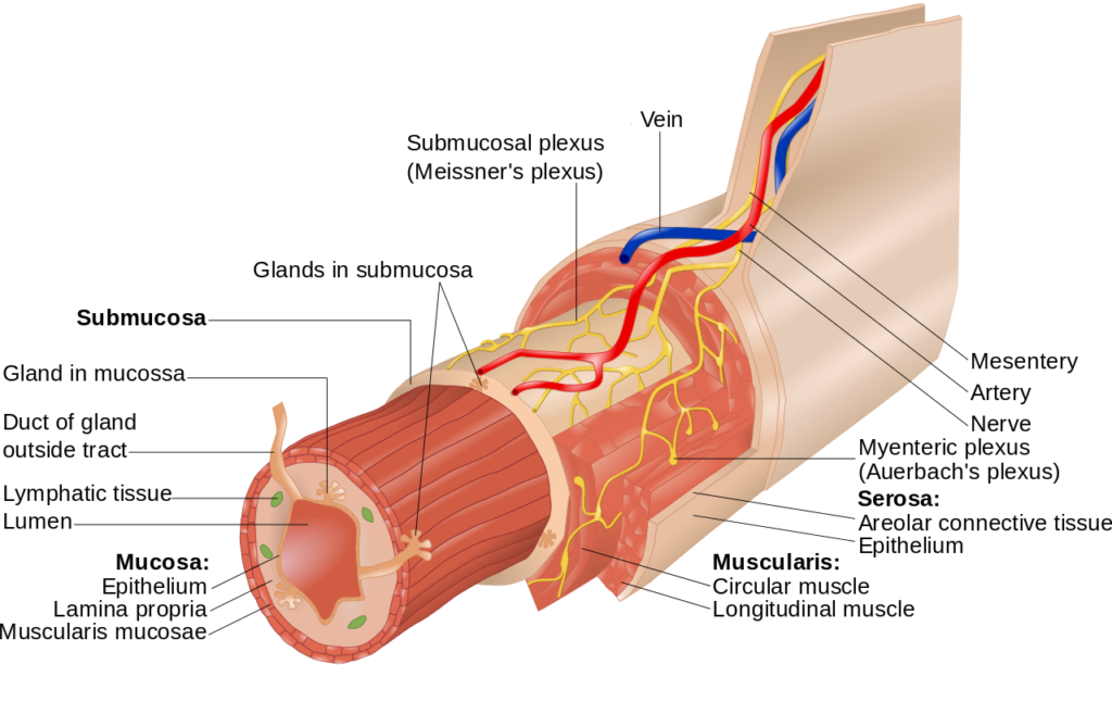 Layers of the GI Tract