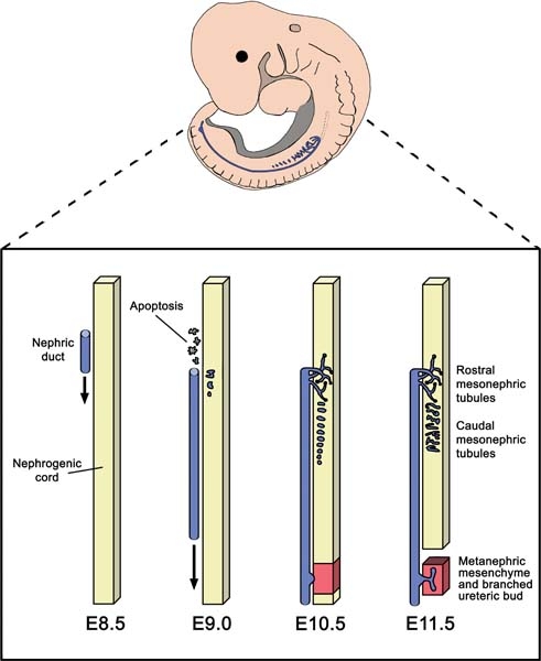 Davidson, A.J., Mouse kidney development (January 15, 2009), StemBook, ed. The Stem Cell Research Community, StemBook, doi/10.3824/stembook.1.34.1, http://www.stembook.org. [CC BY 3.0 (https://creativecommons.org/licenses/by/3.0)]