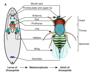 Fate of imaginal disc inside pupae (Aldaz and Escudero)