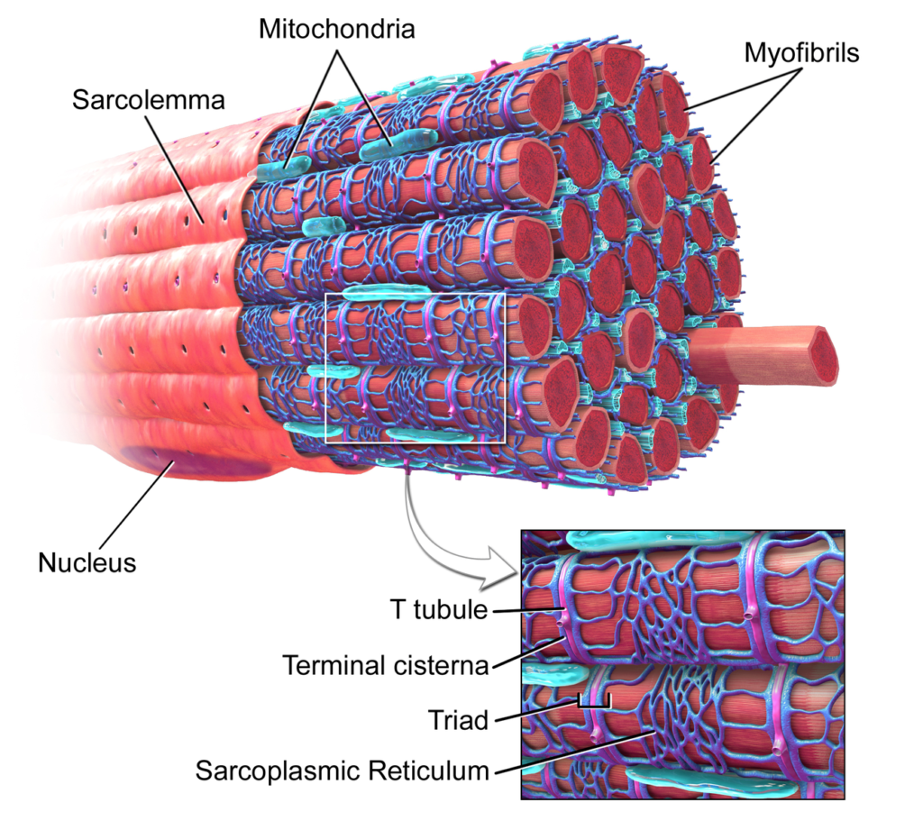 Inside a cardiomyocyte. (Blausen.com staff (2014). "Medical gallery of Blausen Medical 2014". WikiJournal of Medicine 1 (2). DOI:10.15347/wjm/2014.010. ISSN 2002-4436. [CC BY 3.0 (https://creativecommons.org/licenses/by/3.0)])