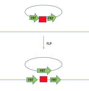 Insertion using FLP/FRT system