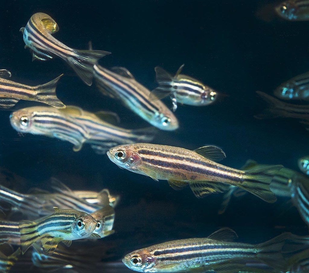 Zebrafish (Danio Rerio)