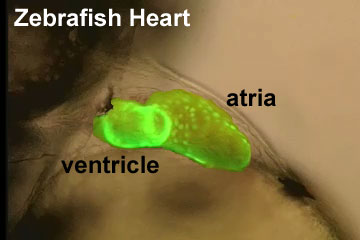 Hill, M.A. (2019, July 31) Embryology Movie - Zebrafish Heart. Retrieved from https://embryology.med.unsw.edu.au/embryology/index.php/Movie_-_Zebrafish_Heart