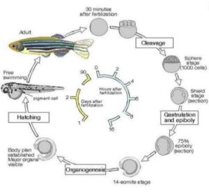 By Indian Institute of Science Education and reserach Bhopal - https://www.slideshare.net/sandeepsatapathy11/zebrafish-model, CC BY-SA 4.0, https://commons.wikimedia.org/w/index.php?curid=67779416