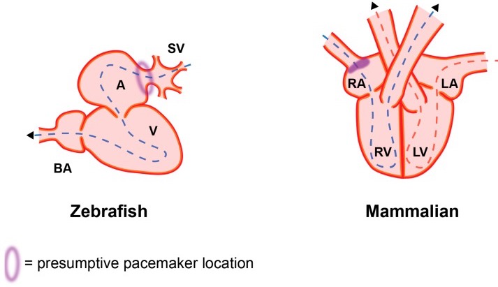 Burkhard, Silja et al. “On the Evolution of the Cardiac Pacemaker.” Journal of cardiovascular development and disease vol. 4,2 4. 27 Apr. 2017, doi:10.3390/jcdd4020004