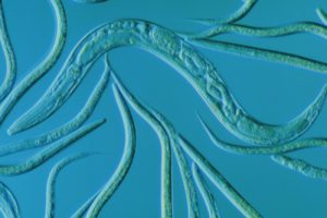 Light micrograph of Caenorhabditis elegans. Credit: Sinclair Stammers/ Science Photo Library / Yan Ho, Cosmos, 2017.