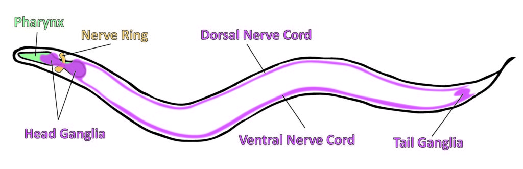 C. elegans nervous system. Adapted from: Simon Fraser University, 2008.