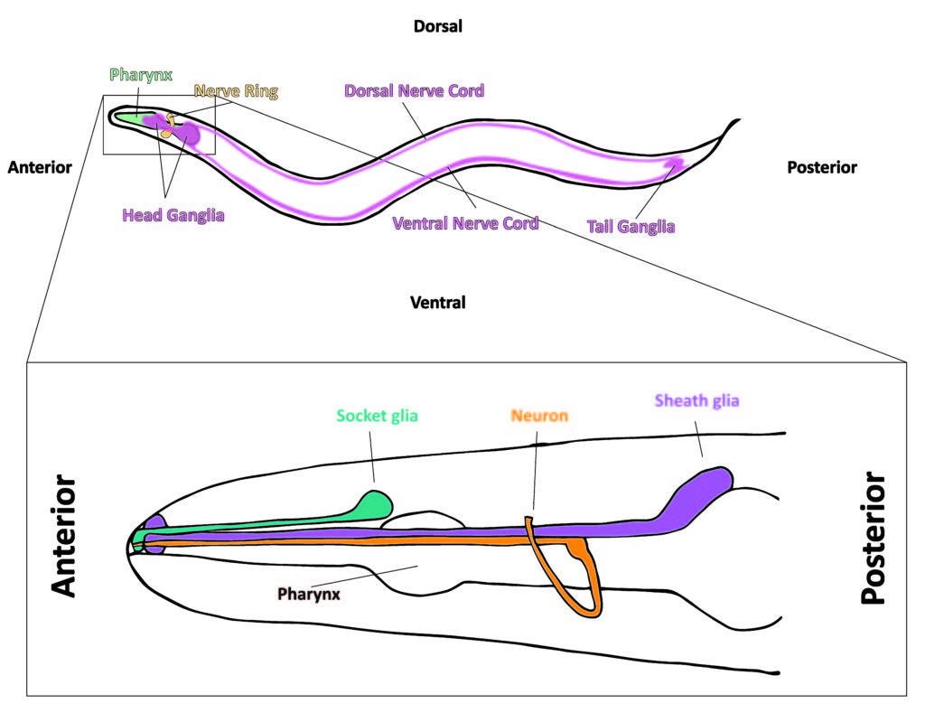 C. elegans nervous system and zoomed in head ganglia (brain). Adapted from: Simon Fraser University, 2008 and Oikonomou et al., 2011.