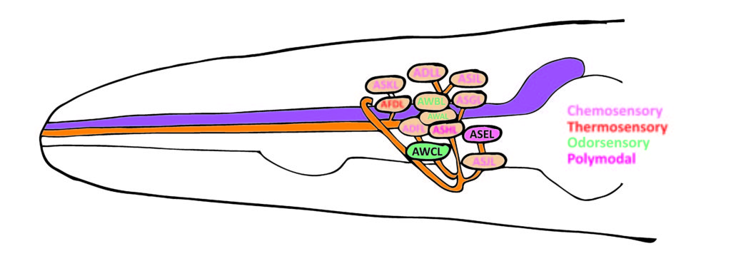 Fig 3. Amphid neurons in C. elegans. Adapted from: Ortis et al., 2006.