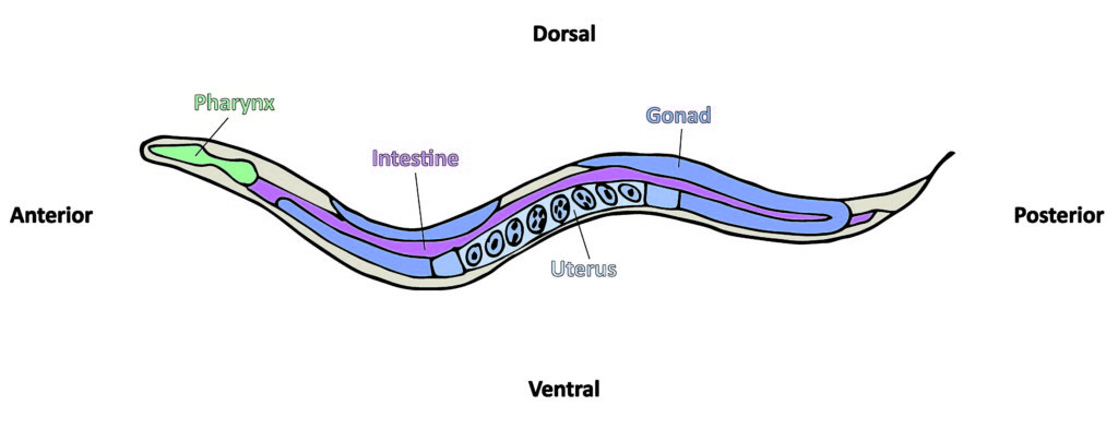 C. elegans anatomy.