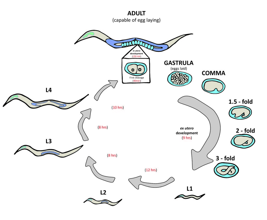 C. elegans embryogenesis. Pharynx (green), gonad (purple), embryos (blue). Adapted from: WormAtlas. 