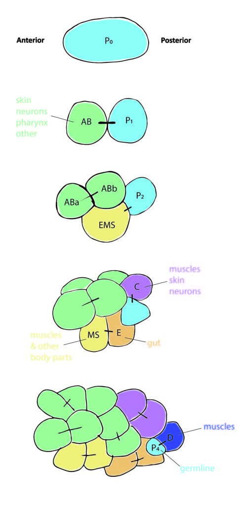 Cell divisions and cell fates in early embryogenesis of C. elegans. Adapted from: Alberts et al., 2002.