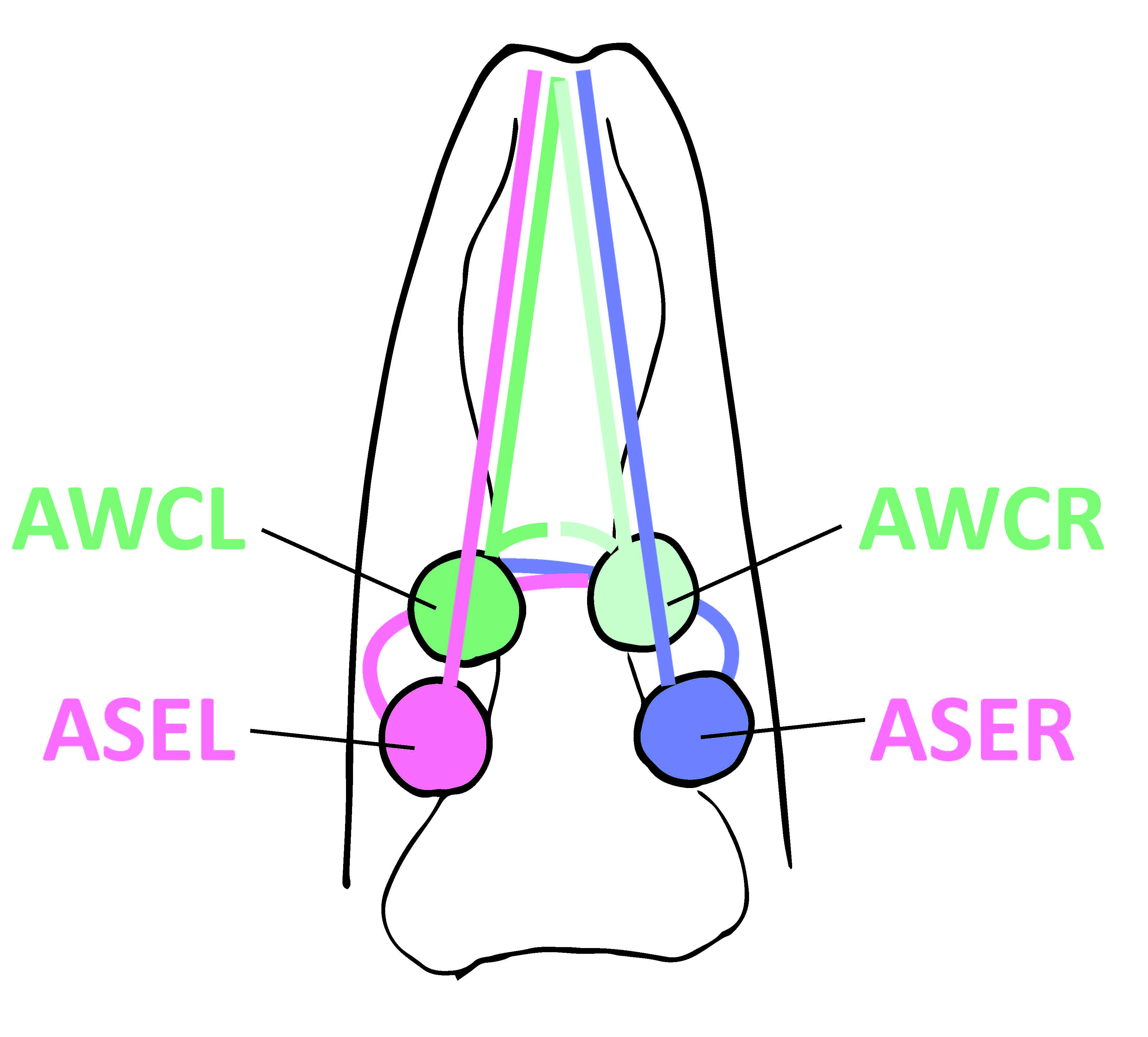 Fig 4. Dorsoventral view of the amphid neurons in the head ganglia of C. elegans. Adapted from: Ortis, et al., 2006.