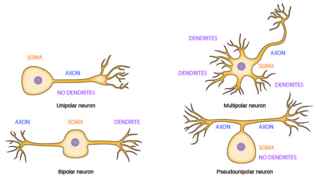 Types of neurons. Adapted from: OpenStax Biology.