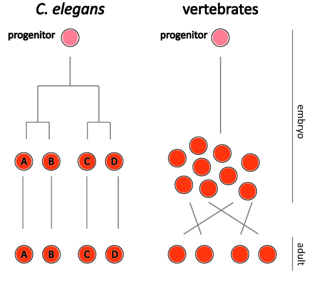 C. elegans vs vertebrate neuron cell fate. Adapted from: Oikonomou et al., 2012.