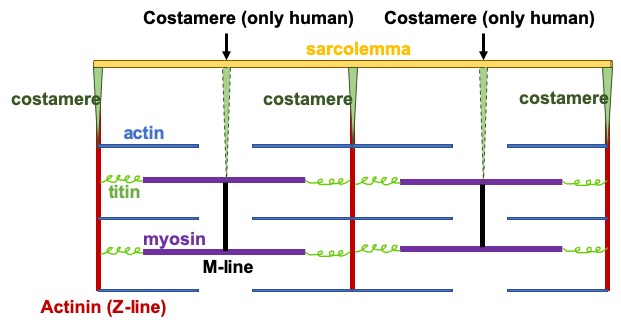 Cartoon depiction of sarcomeres. It is believed that frogs only have the tension-bearing support of costameres at the Z-line, while humans have additional costameres positioned at M-lines.