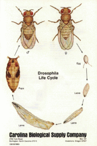 Development of Drosophila
