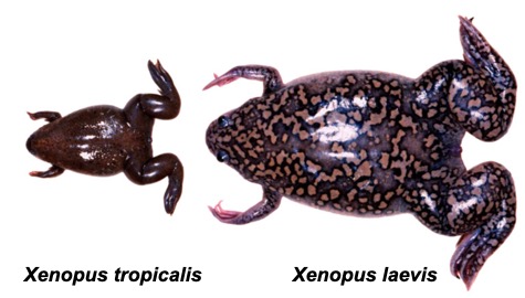 Image source: http://faculty.virginia.edu/xtropicalis/program.html