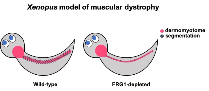 Cartoon depiction of major results of a study by Hanel et. al, showing that FRG1 protein-depleted Xenopus tadpoles exhibit reduced segmentation and staining of dermomyotome muscle tissue.