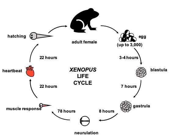 A 'muscle-centric' overview of the Xenopus life cycle.