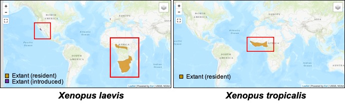 Shown are extant resident (natural) populations of commonly used Xenopus species used in biomedical research, X. laevis and X. tropicalis. Tinsley, R., Minter, L., Measey, J., Howell, K., Veloso, A., Núñez, H. & Romano, A. 2009. Citation: Xenopus laevis. The IUCN Red List of Threatened Species 2009: e.T58174A11730010. 