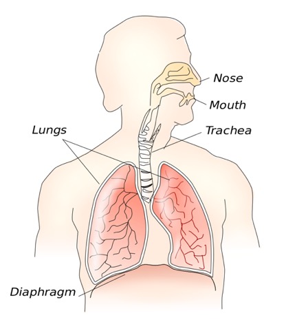 CDH results from a hole formed in the hernia during development, potentially leading to migration of bowel contents into the chest cavity. Original image (User Theresa knott [CC BY-SA 2.5 (https://creativecommons.org/licenses/by-sa/2.5)])