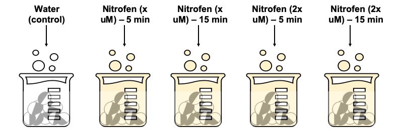 Proposed experiment to pharmacologically model CDH using Xenopus eggs.