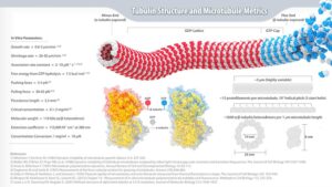 Defintion_2_Tubulin_Infographic