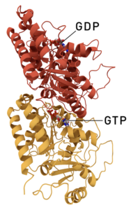 Structure_440px-Tubulin_dimer_1JFF