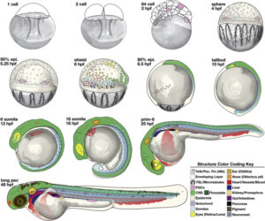 zebrafish development