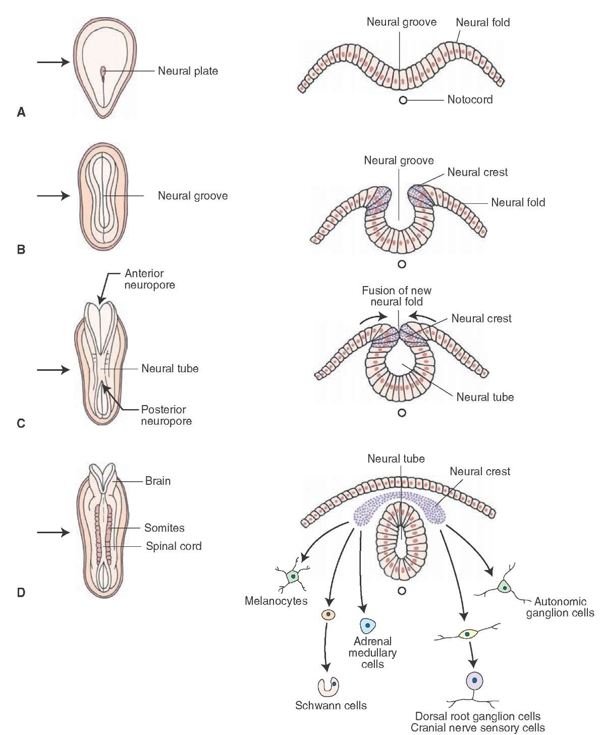 Image courtesy of https://www.google.com/search?q=neural+tube+formation&rlz=1C5CHFA_enUS758US758&source=lnms&tbm=isch&sa=X&ved=0ahUKEwjNvLP98LPcAhUoh-AKHYS5DrMQ_AUICigB&biw=1405&bih=735#imgrc=TokGPB_rc_clqM: