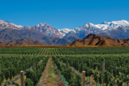 Vineyards in Mendoza