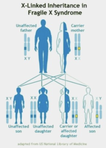 (Image courtesy of FRAXA Research Foundation)