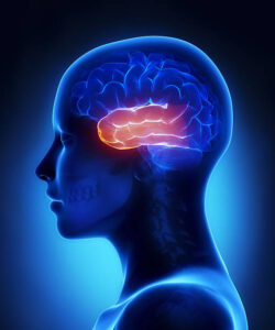 Temporal lobe in 3D view
