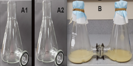 Figure 4: Two chamber Erlenmeyer flask prototype in Townsend Lab