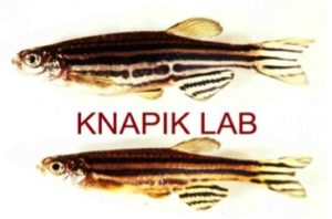 Knapik Lab