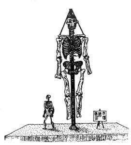 Sketch of William Shumate’s “grand Monster Tennessean.” When exhibited in Nashville in December 1845, the mastodon remains were mounted upright beside an articulated human skeleton for scale. After James X. Corgan and Emmanuel Breitburg, Tennessee’s Prehistoric Vertebrates, Tennessee Division of Geology Bulletin 84 (Nashville: State of Tennessee Department of Environment and Conservation, 1996), fig. 1.