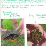 Screen Shot 2020-10-19 at 4.19.28 PM