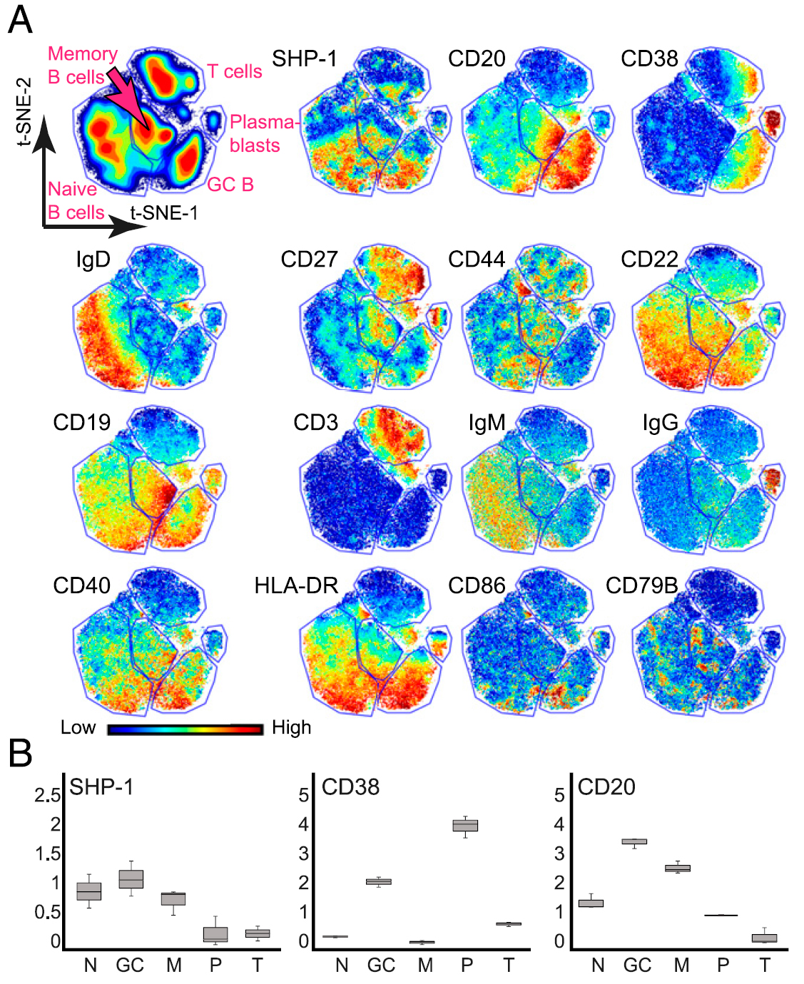 Polikowsky et al. - Journal of Immunology - 2016 - Cutting Edge: Redox Signaling Hypersensitivity Distinguishes Human Germinal Center B Cells