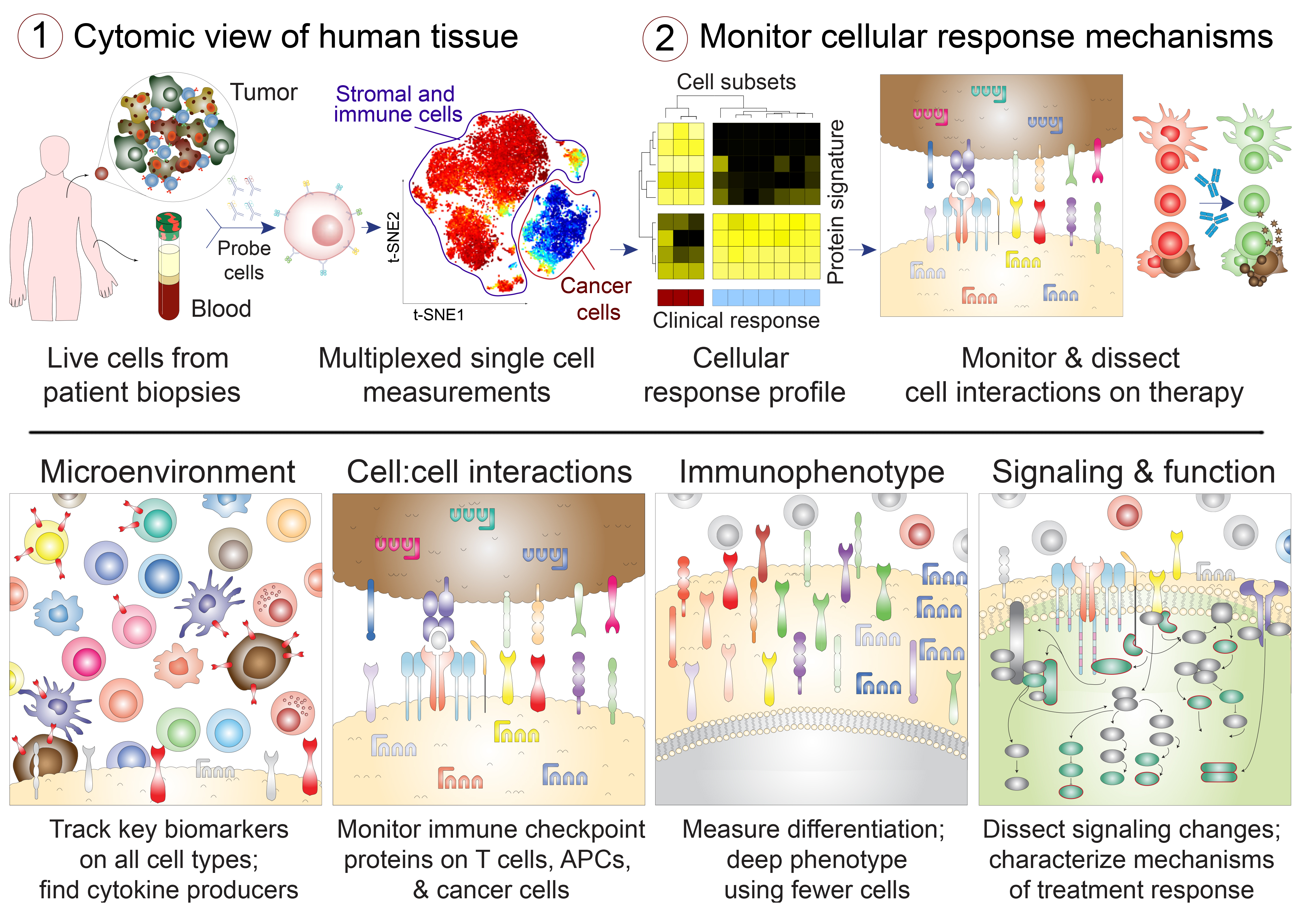 Greenplate et al., European Journal of Cancer 2016