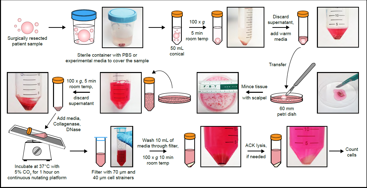 Leelatian et al., Current Protocols in Molecular Biology 2017 Fig 1