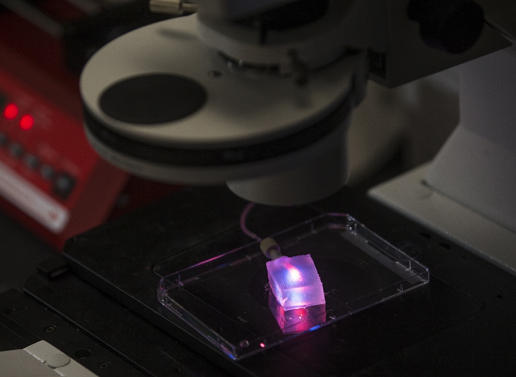 Fluorescence imaging of microchannels connected to a single large macrochannel
