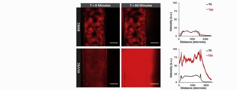 Shannon’s work demonstrates differences in barrier function between HUVECs and IPSC-derived brain microvascular endothelial cells under various flow conditions in microchannels patterned in a hydrogel