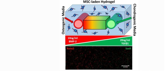 Brian’s work demonstrates time-varying morphogen gradients in a 3D cell-laden hydrogel to pattern stem cell fate