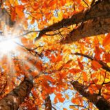 autumn-leaves-equinox