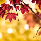 Autumn colored maple leaf