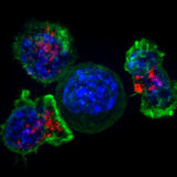 killer t cells NIH