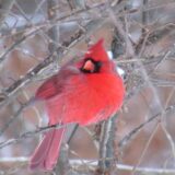 red cardinal