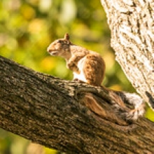 squirrel perched on a tree branch